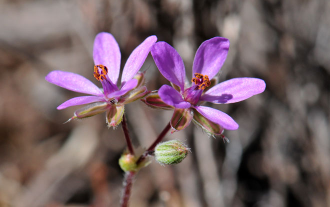 Erodium cicutarium, Redstem Stork's Bill